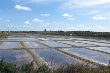 Les marais salants de Guérande (juillet 2020)