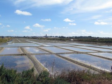 Les marais salants de Guérande (juillet 2020)